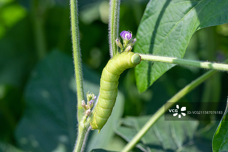 连云港灌云特色美食豆丹豆天蛾幼虫图片素材