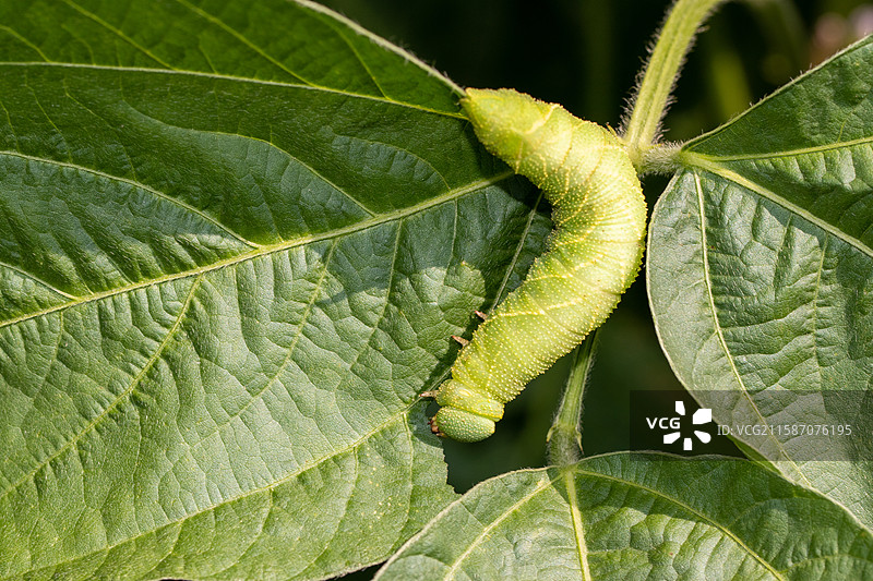 连云港灌云特色美食豆丹豆天蛾幼虫图片素材