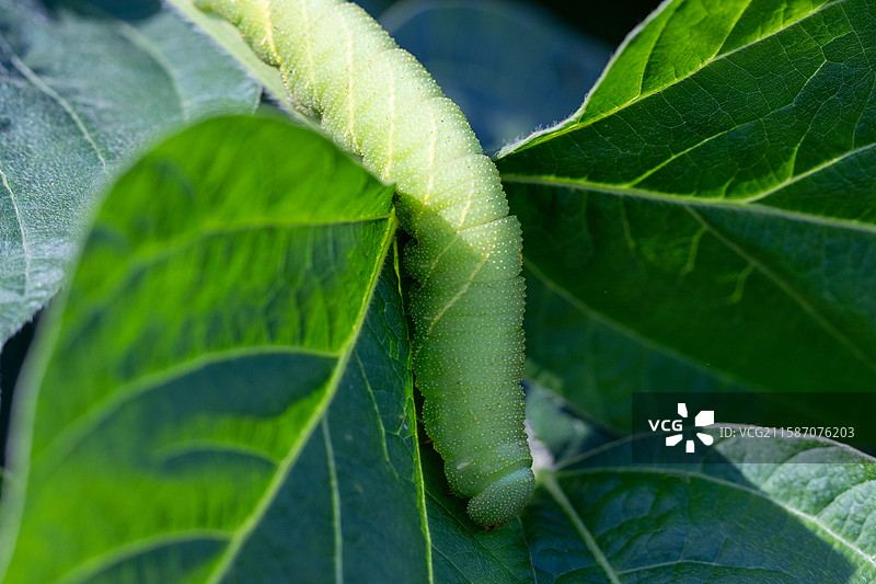 连云港灌云特色美食豆丹豆天蛾幼虫图片素材