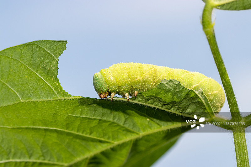 连云港灌云特色美食豆丹豆天蛾幼虫图片素材