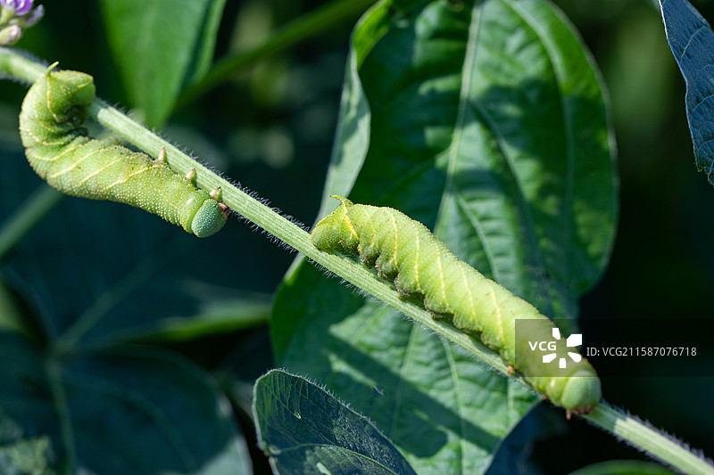 连云港灌云特色美食豆丹豆天蛾幼虫图片素材