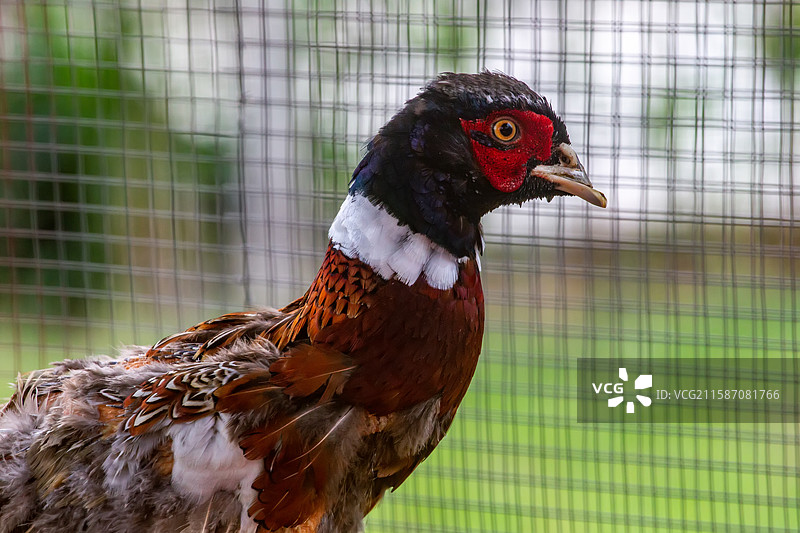 四川省绵阳市人工饲养的野鸡，山鸡，锦鸡，鸟类，动物图片素材