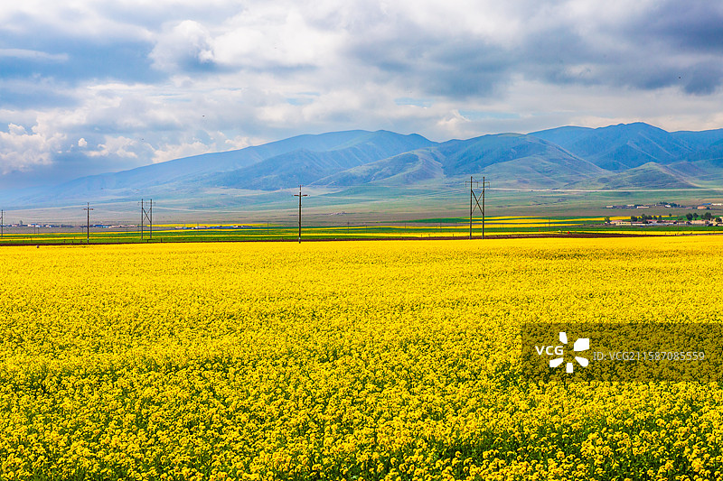 青海海南青海湖油菜花图片素材