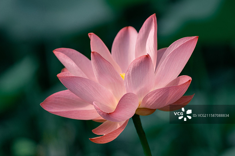 陶然亭公园的荷花图片素材