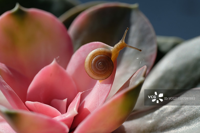 微距多肉与可爱的蜗牛。爬。高清背景设计素材图片素材