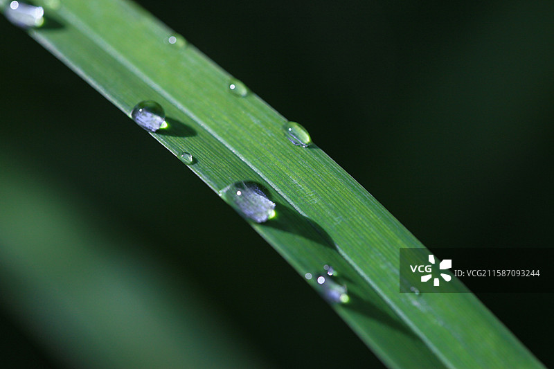 夏季雨后的清晨，嫩绿的叶子上洒满了晶莹的露珠，图片素材
