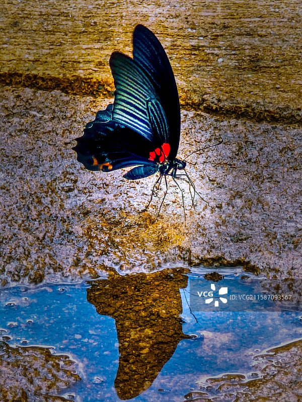 谍影成双 拍摄于湖北省咸丰县朝阳寺图片素材