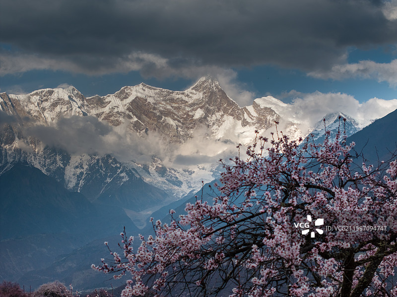 2025年西藏林芝春天南迦巴瓦雪山下盛开的桃花樱花成长的麦苗田园风光图片素材