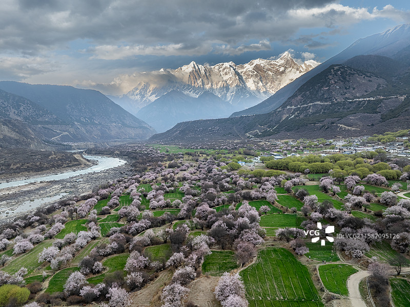 2025年西藏林芝春天南迦巴瓦雪山下盛开的桃花樱花成长的麦苗田园风光图片素材