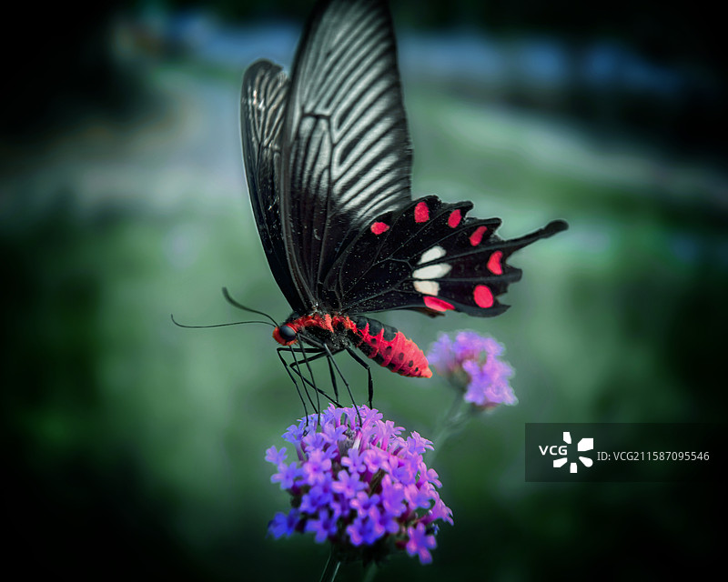 红珠凤蝶图片素材