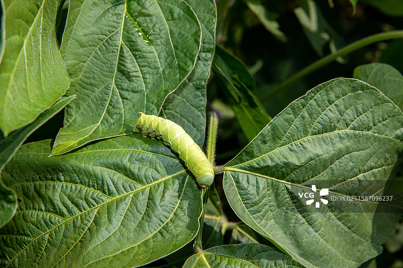 农田里的连云港灌云豆丹豆天蛾幼虫特色美食食材图片素材