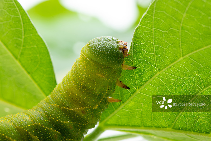 白色背景上的连云港灌云豆丹豆天蛾幼虫特色美食食材图片素材
