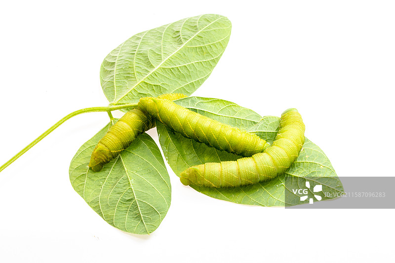 白色背景上的连云港灌云豆丹豆天蛾幼虫特色美食食材图片素材