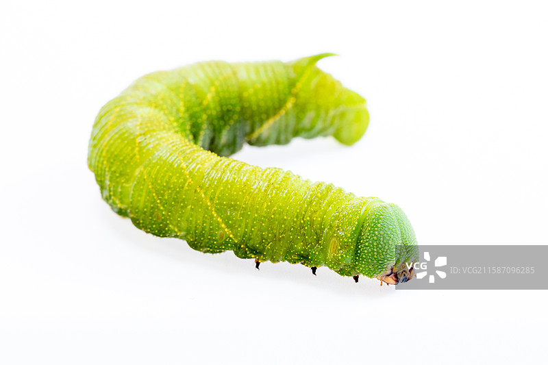 白色背景上的连云港灌云豆丹豆天蛾幼虫特色美食食材图片素材