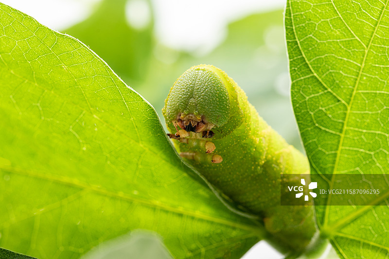白色背景上的连云港灌云豆丹豆天蛾幼虫特色美食食材图片素材