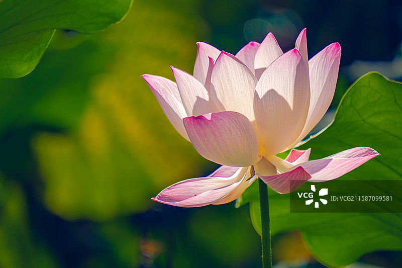 夏天盛开的粉色荷花黄绿色荷叶图片素材