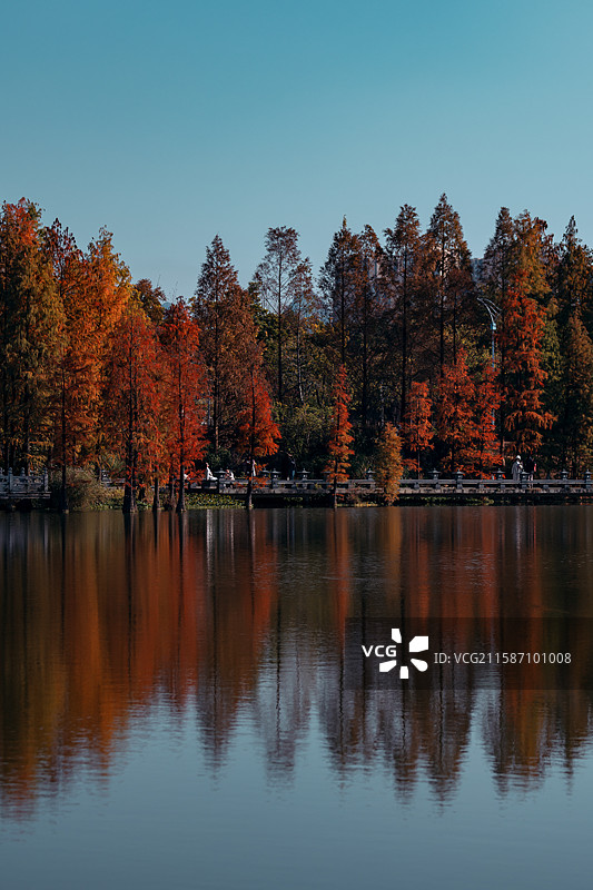 桂林红杉红叶图片素材