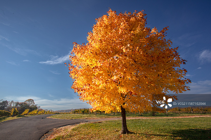 秋天来了图片素材