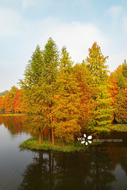 中国南京燕雀湖水杉秋季风光图片素材