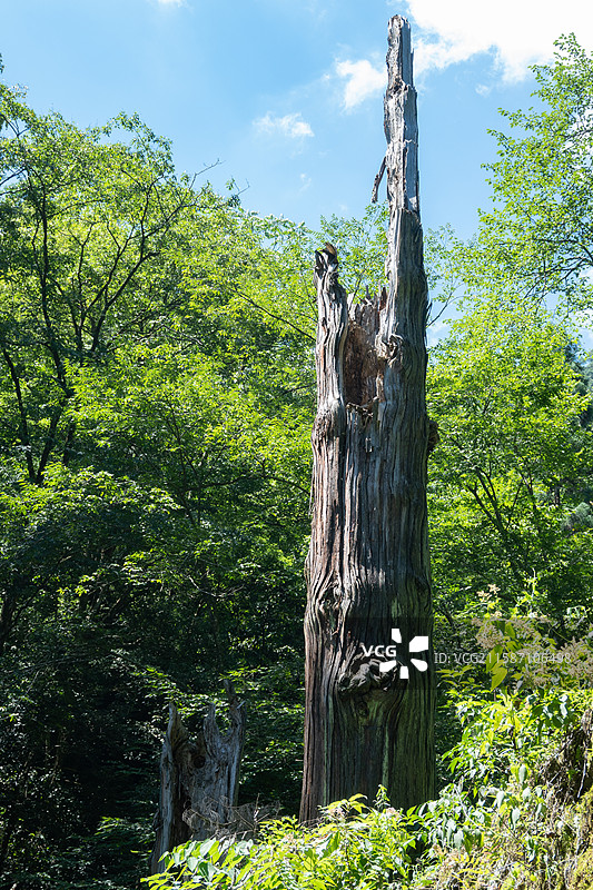 西天目山大树王国图片素材