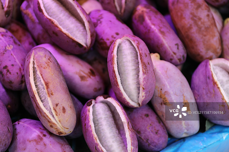 云南八月瓜八月炸野香蕉三叶木通果图片素材