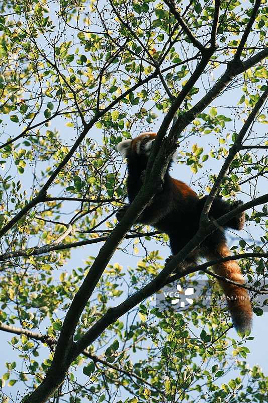 小熊猫、红熊猫图片素材