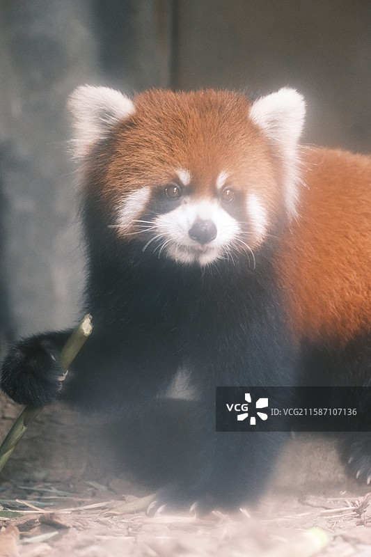 小熊猫、红熊猫图片素材