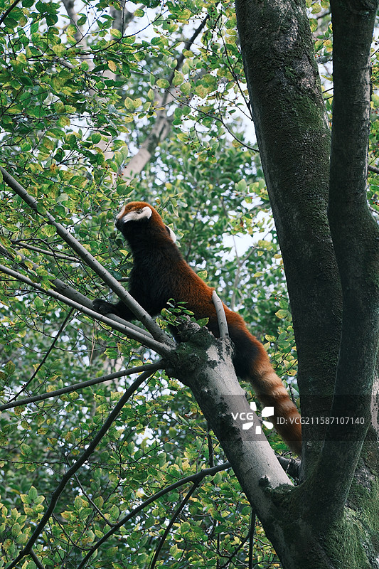 小熊猫、红熊猫图片素材