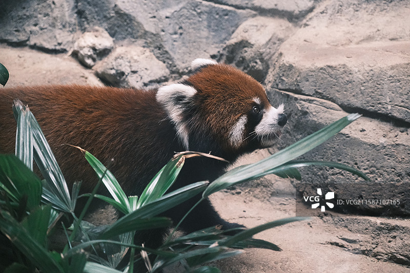 小熊猫、红熊猫图片素材