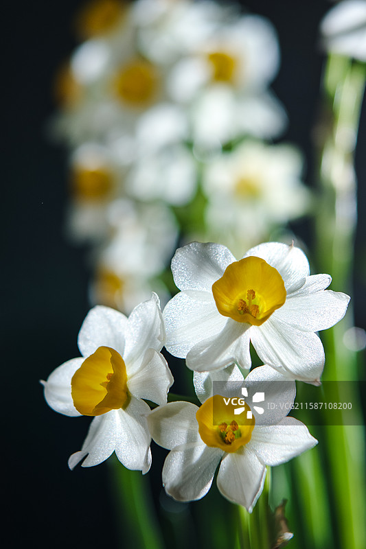 那天绽放的水仙花……图片素材