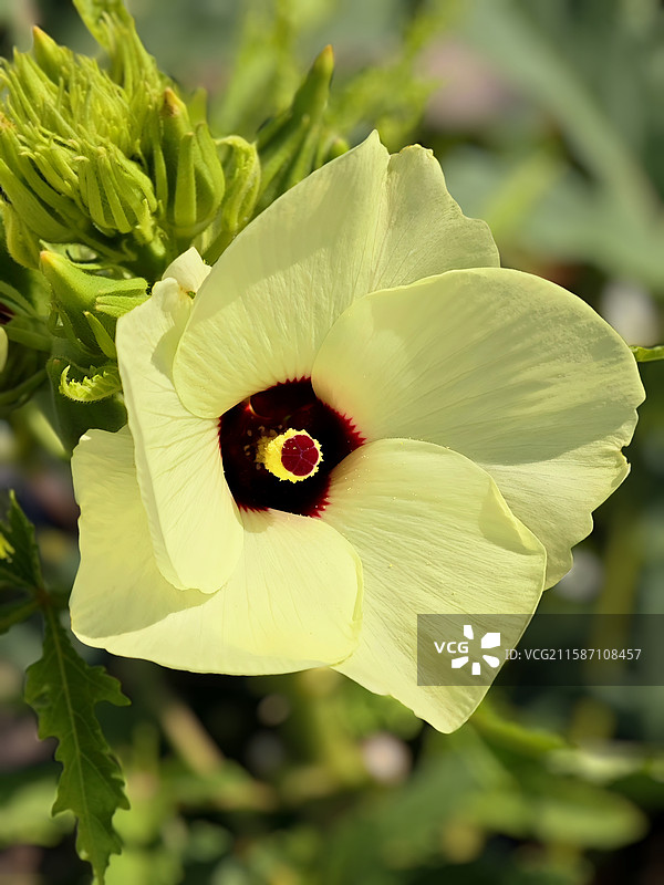 咖啡黄葵图片素材