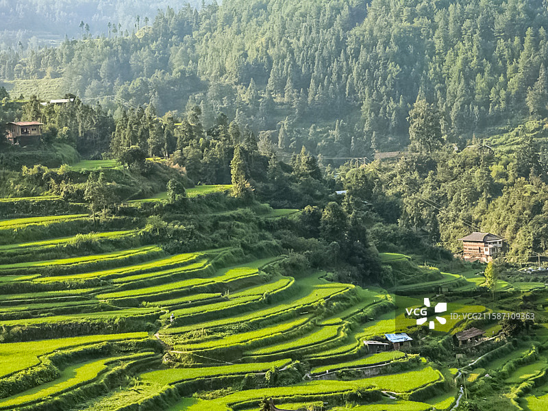《梯田翠韵》        层层梯田叠翠，水光映云影。春风拂过，禾苗翻浪，山乡韵致在绿意里流淌。图片素材