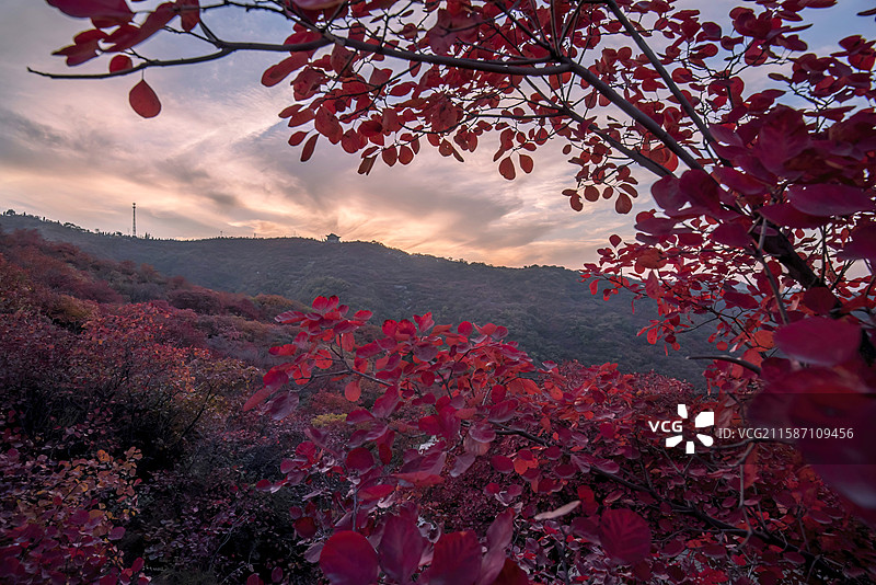 河南省郑州市巩义市长寿山秋日红叶景观图片素材