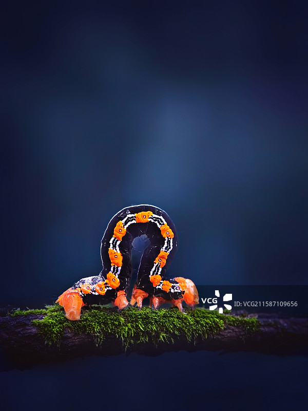 走路像欧米茄Ω的小虫~尺蠖图片素材