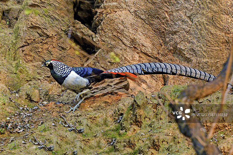 白腹锦鸡红腹锦鸡图片素材