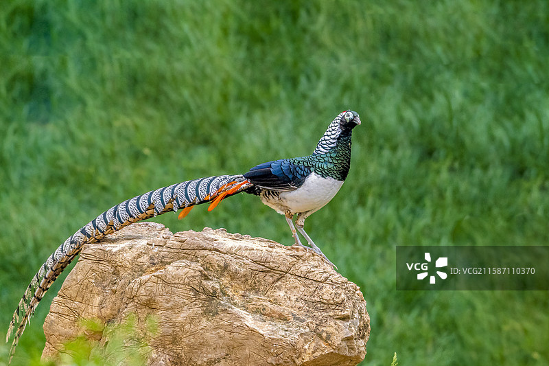 白腹锦鸡红腹锦鸡图片素材