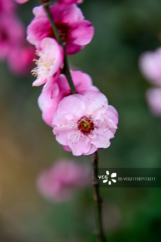 冬梅腊梅梅花花朵盛开图片素材