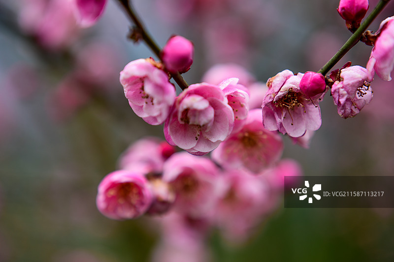 冬梅腊梅梅花花朵盛开图片素材