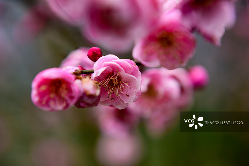 冬梅腊梅梅花花朵盛开图片素材