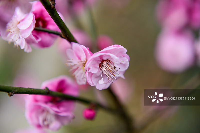 冬梅腊梅梅花花朵盛开图片素材