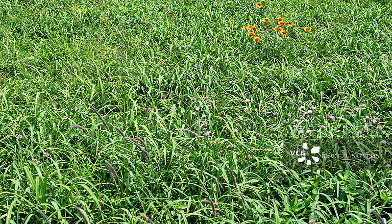 绿意盎然的草丛与小野花图片素材