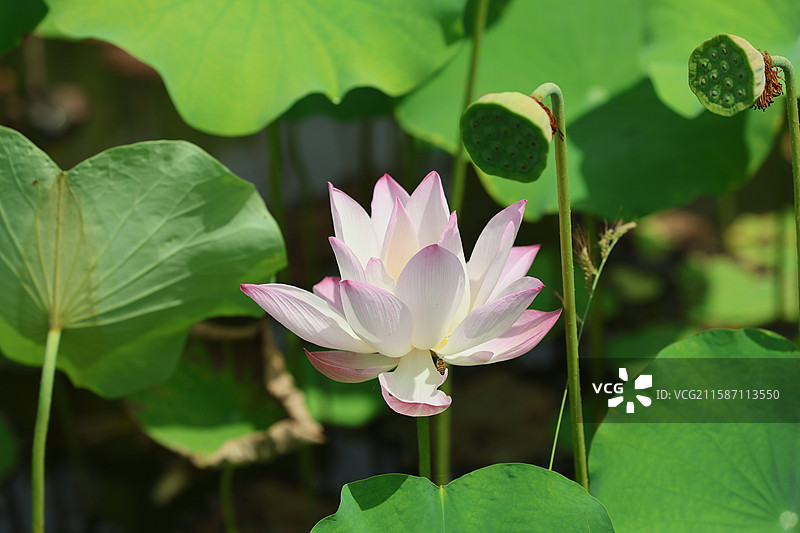 夏日池塘荷塘荷花睡莲农家乡村景色图片素材