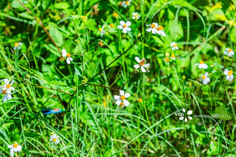 鬼针草 虾钳草 婆婆针 白色花朵图片素材