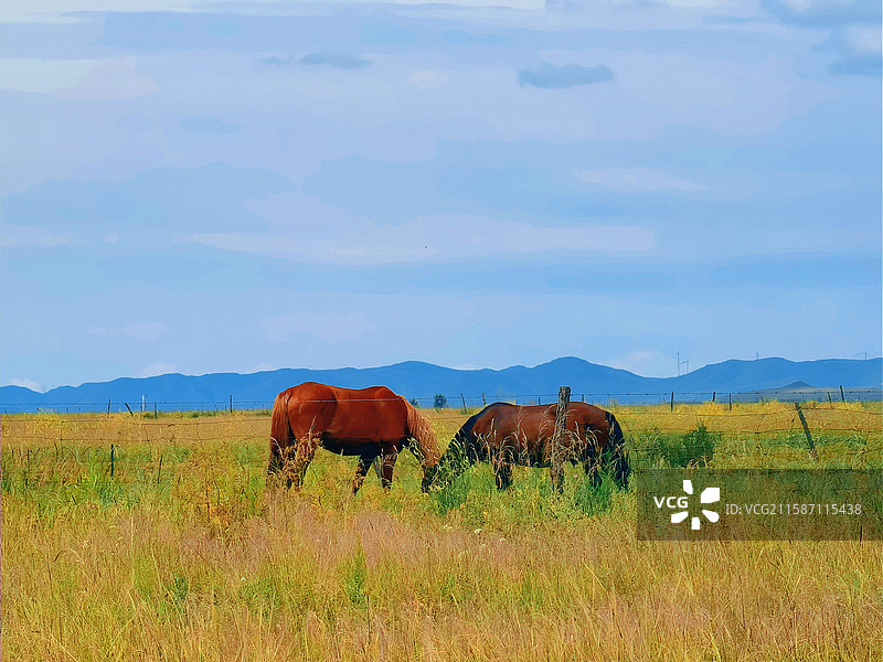 内蒙金莲川草原图片素材