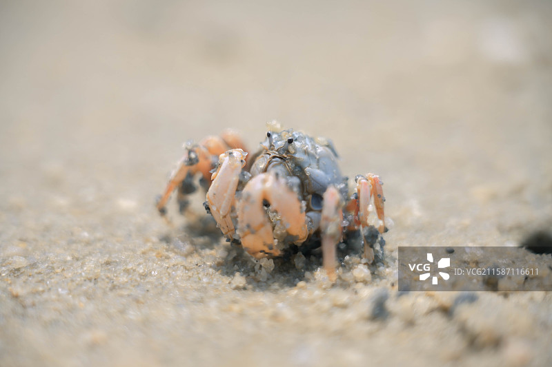沙滩上螃蟹的特写镜头图片素材