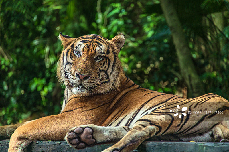 “丛林之王”东北虎图片素材