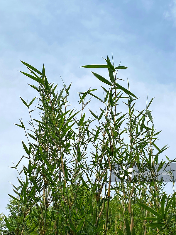 凤尾竹图片素材