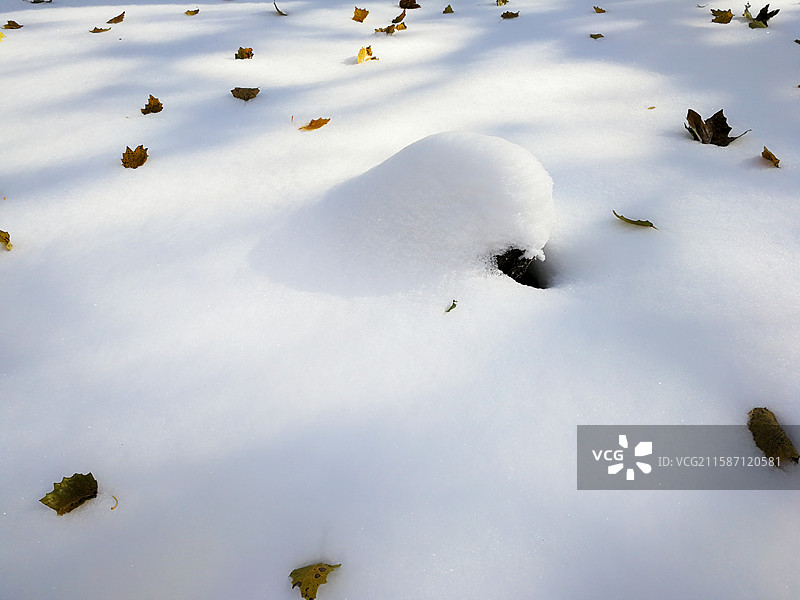 雪地上的落叶，大雪积雪，冬季户外风光，植物生态自然，天气气象，素材背景图片素材