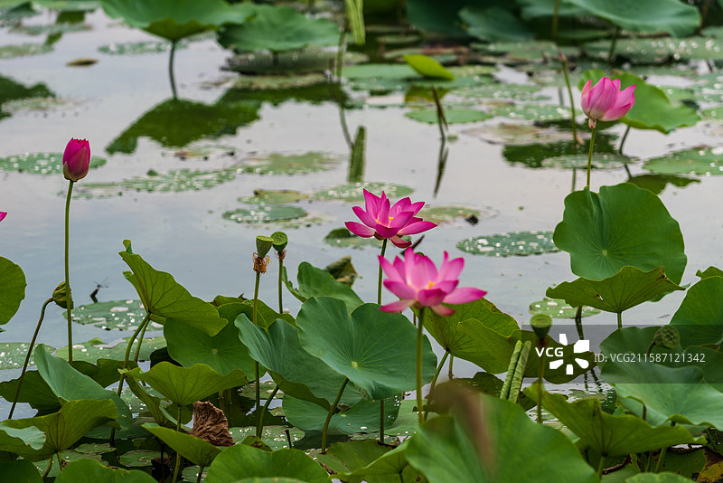 天津水西公园图片素材