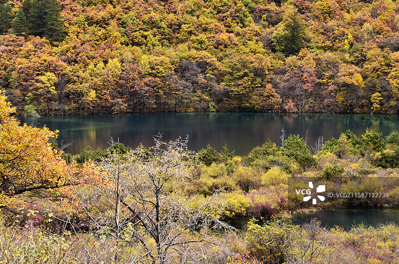 四川九寨沟秋天树正群海盆景滩秋景图片素材